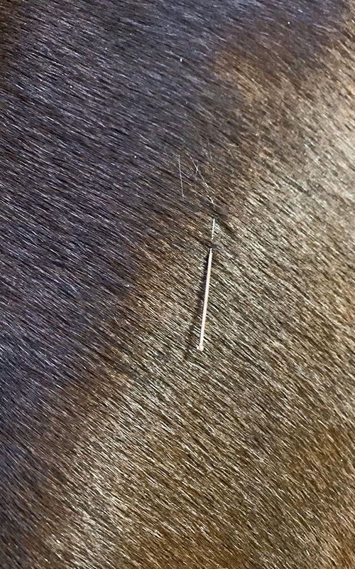 Akupunktur beim  Pferd