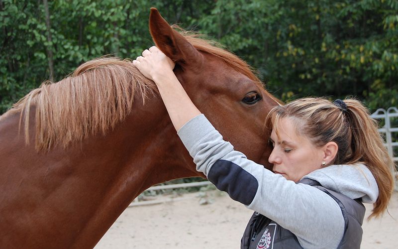 Craniosakraltherapie für Pferde